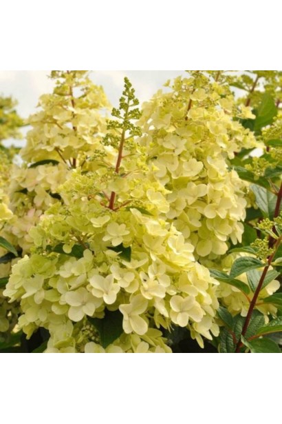 Гортензия Канделайт конусовидные кремовые соцветия